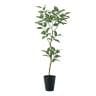 観葉植物 人工樹木 フェイクグリーン 造花 デコラトリカラー FST 高さ1800mm 鉢:SA-10(BK)-19