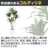 観葉植物 人工樹木 フェイクグリーン 造花 コルディリネ 高さ1600mm 鉢:SA-10(WH)-2