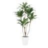 観葉植物 人工樹木 フェイクグリーン 造花 コルディリネ 高さ1600mm 鉢:SA-10(WH)-19