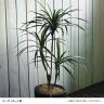 観葉植物 人工樹木 フェイクグリーン 造花 コンシンネ 高さ1800mm 鉢:SA-10(WH)-1