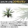 観葉植物 人工樹木 フェイクグリーン 造花 コウモリラン 高さ500mm 鉢:PラウンドS(BK) 卓上-3