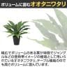 観葉植物 人工樹木 フェイクグリーン 造花 オオタニワタリ 高さ500mm 鉢:SA-6(BK) 卓上-2