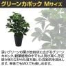 観葉植物 人工樹木 フェイクグリーン 造花 グリーンカポック Mサイズ 高さ500mm 鉢:SA-5(BK) 卓上-2