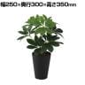 観葉植物 人工樹木 フェイクグリーン 造花 グリーンカポック Sサイズ 高さ350mm 鉢:SA-4(BK) 卓上