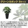 観葉植物 人工樹木 フェイクグリーン 造花 グリーンカポック Sサイズ 高さ350mm 鉢:SA-4(BK) 卓上-2