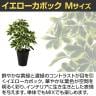 観葉植物 人工樹木 フェイクグリーン 造花 イエローカポック Mサイズ「 高さ500mm 鉢:SA-5(BK) 卓上-2