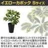 観葉植物 人工樹木 フェイクグリーン 造花 イエローカポック Sサイズ 高さ350mm 鉢:SA-4(BK) 卓上-2