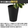 観葉植物 人工樹木 フェイクグリーン 造花 イエローカポック Sサイズ 高さ350mm 鉢:SA-4(BK) 卓上-3