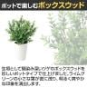 観葉植物 人工樹木 フェイクグリーン 造花 ボックスウッド 高さ350mm 鉢:SA-4(WH) 卓上-2