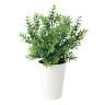 観葉植物 人工樹木 フェイクグリーン 造花 ボックスウッド 高さ350mm 鉢:SA-4(WH) 卓上-19