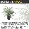 観葉植物 人工樹木 フェイクグリーン 造花 プテリス 高さ400mm 鉢:Pスクエア(BK) 卓上-2