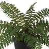 観葉植物 人工樹木 フェイクグリーン 造花 ボストンファン 高さ300mm 鉢:SA-4(BK) 卓上-1
