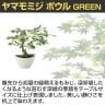 観葉植物 人工樹木 フェイクグリーン 造花 ヤマモミジ ボウル GREEN 高さ450mm 鉢:BB-25(WH) 卓上-2