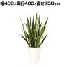 観葉植物 人工樹木 フェイクグリーン 造花 サンスベリア 高さ750mm 鉢:SA-7(WH)