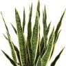 観葉植物 人工樹木 フェイクグリーン 造花 サンスベリア 高さ750mm 鉢:SA-7(WH)-1