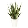 観葉植物 人工樹木 フェイクグリーン 造花 サンスベリア 高さ750mm 鉢:SA-7(WH)-19