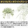 観葉植物 人工樹木 フェイクグリーン 造花 オリヅルラン W/G 高さ300mm 鉢:SA-4(WH) 卓上-2