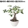 観葉植物 人工樹木 フェイクグリーン 造花 ガジュマル ボウル 高さ500mm 鉢:BB-25(WH) 卓上