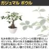 観葉植物 人工樹木 フェイクグリーン 造花 ガジュマル ボウル 高さ500mm 鉢:BB-25(WH) 卓上-2