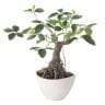 観葉植物 人工樹木 フェイクグリーン 造花 ガジュマル ボウル 高さ500mm 鉢:BB-25(WH) 卓上-19