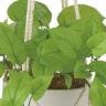 観葉植物 人工樹木 フェイクグリーン 造花 ライムポトス ブッシュ 鉢:HP-15(WH) ハンギング植栽 ハンギングポット 吊り下げポット 高さ850mm-2