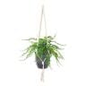 観葉植物 人工樹木 フェイクグリーン 造花 ワイルドグラスファン 鉢:HP-15 (DG) ハンギング植栽 ハンギングポット 吊り下げポット 高さ750mm-19