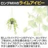 観葉植物 人工樹木 フェイクグリーン 造花 ライムアイビー ロング 鉢:HP-15 (DG) ハンギング植栽 ハンギングポット 吊り下げポット 高さ1050mm-3