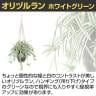 観葉植物 人工樹木 フェイクグリーン 造花 オリヅルラン W/G 鉢:HP-15 (DG) ハンギング植栽 ハンギングポット 吊り下げポット 高さ750mm-3