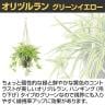 観葉植物 人工樹木 フェイクグリーン 造花 オリヅルラン G/Y 鉢:HP-15 (DG) ハンギング植栽 ハンギングポット 吊り下げポット 高さ750mm-3