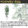 観葉植物 人工樹木 フェイクグリーン 造花 ベンジャミン スリム FST 高さ1500mm 鉢:RP-265-2