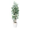 観葉植物 人工樹木 フェイクグリーン 造花 ベンジャミン スリム FST 高さ1500mm 鉢:RP-265-19