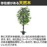 観葉植物 人工樹木 フェイクグリーン インテリアグリーン 造花 ベンジャミン 高さ1500mm-3