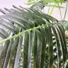 観葉植物 人工樹木 フェイクグリーン インテリアグリーン 造花 アレカヤシ 高さ2100mm-1