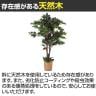 観葉植物 人工樹木 フェイクグリーン インテリアグリーン 造花 ベンジャミンダブル 鉢カゴタイプ 高さ1100mm-2