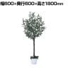 観葉植物 人工樹木 フェイクグリーン インテリアグリーン 造花 オリーブ 高さ1800mm