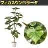 観葉植物 人工樹木 フェイクグリーン インテリアグリーン 造花 フィカスウンベラータ 高さ1300mm-2
