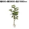 観葉植物 人工樹木 フェイクグリーン インテリアグリーン 造花 フィカスウンベラータ 高さ1550mm