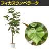観葉植物 人工樹木 フェイクグリーン インテリアグリーン 造花 フィカスウンベラータ 高さ1550mm-2