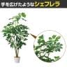 観葉植物 人工樹木 フェイクグリーン インテリアグリーン 造花 シェフレラ 高さ1350mm-2