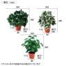 【3種セット】グリーンプッシュポット 観葉植物 人工樹木 フェイクグリーン インテリアグリーン 造花 幅360×奥行360×高さ380mm-4