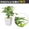 【3個セット】卓上グリーンポット 観葉植物 人工樹木 フェイクグリーン インテリアグリーン 造花 パキラ 幅130×奥行130×高さ200mm-4