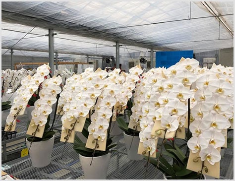 丁寧に栽培された胡蝶蘭