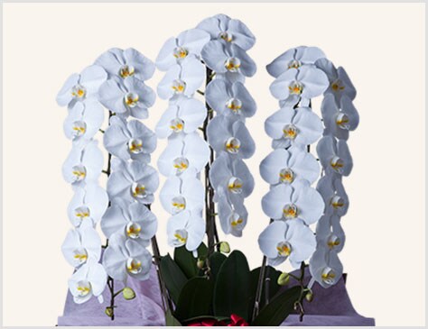 気品のあるホワイトカラー