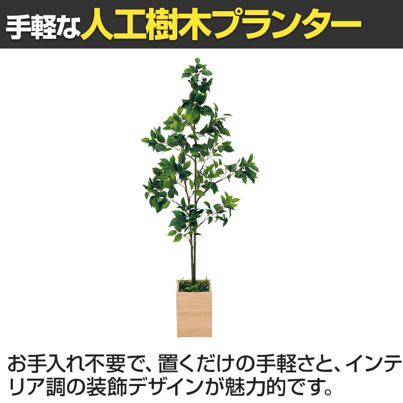 フィカス・ベンジャミン】超逸品 看板木 樹齢70年 特大 【自社配送