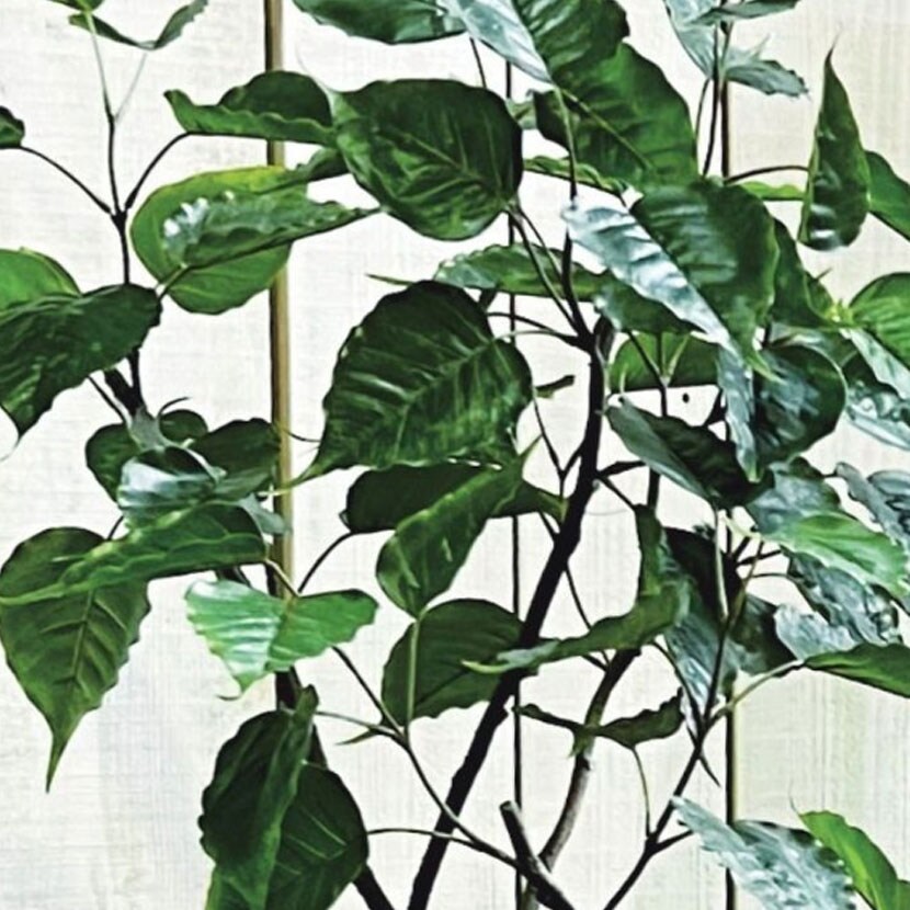 光触媒 人工観葉植物 ウォールグリーン フェイクグリーン インド