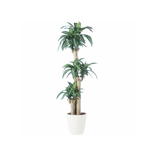 送料無料】 観葉植物 人工 樹木 マッサンゲアナ“幸福の木” 高さ1700mm