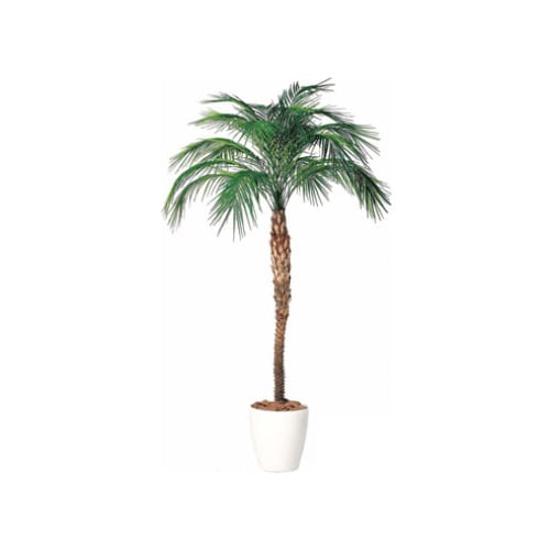 送料無料】 観葉植物 人工 樹木 フェニックス・ロベレニー 高さ2000